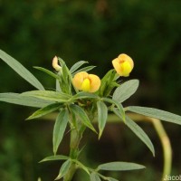 Stylosanthes guianensis (Aubl.) Sw.